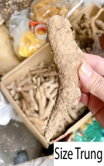 KHOAI GỪNG NẤU CHÈ Ỷ 1KG – CỦ KHOAI GỪNG SIZE TIỂU, TRUNG, ĐẠI – GINGER POTATO