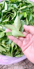 LÁ CÀ RI TƯƠI (ĐÃ LOẠI CÀNH) 1KG – FRESH CURRY LEAVES