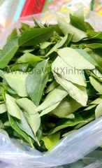 LÁ CÀ RI TƯƠI (ĐÃ LOẠI CÀNH) 1KG – FRESH CURRY LEAVES