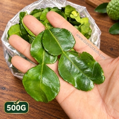 LÁ CHANH THÁI TƯƠI (500G - 1KG) - LÁ CHÚC TƯƠI - KAFFIR LIME LEAVES (NGUYÊN LÁ)