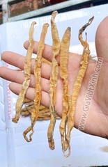 [MÃ Z] SÁ SÙNG KHÔ 1KG- DRIED PEANUT WORM- NẤU NƯỚC LÈO, PHỞ, CHÁO