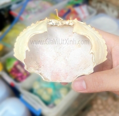 MAI CUA NGUYÊN CÁI 1 CÁI - CARAPACE - VỎ CUA