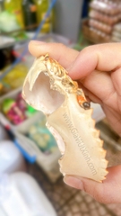 MAI CUA NGUYÊN CÁI 1 CÁI - CARAPACE - VỎ CUA