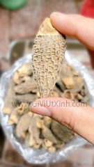 NẤM BỤNG DÊ (NẤM QUÝ) 1 KG - MOREL MUSHROOM