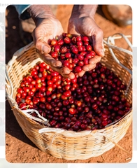 Cà phê Culi – 500 g