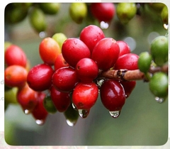 Cà phê Culi – 500 g