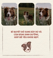 Phô mai thịt cừu Bow Wow 100g