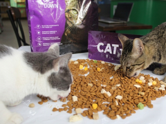 Thức ăn hạt cho mèo Cat Tigger Wild 1kg