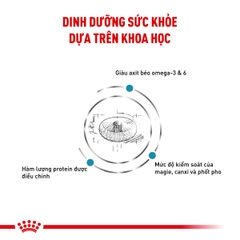 Thức ăn hạt cho mèo Royal Canin - Skin & Coat Feline 400g