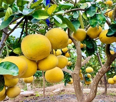 Bưởi Đoan Hùng
