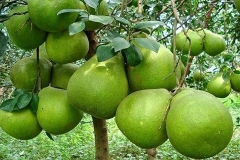Bưởi Năm Roi