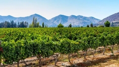 ESTACIÓN Cabernet Sauvignon