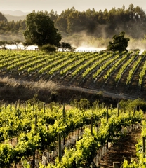 ESTACIÓN Sauvignon Blanc