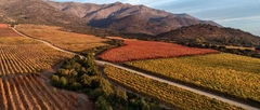 Koyle Cerro Basalto Los Lingues Vineyard