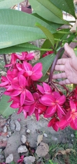 CÂY SỨ ĐẠI