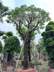 CÂY LỘC VỪNG