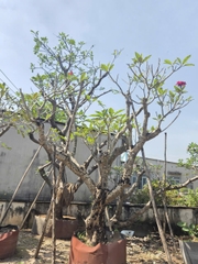 CÂY SỨ ĐẠI