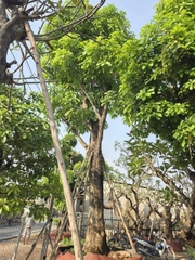 CÂY LỘC VỪNG