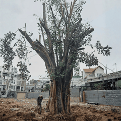 CÂY BỒ ĐỀ
