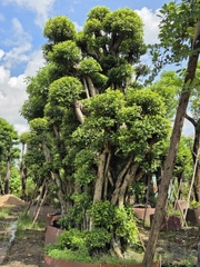 CÂY SI