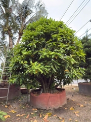 CÂY MẬN AN PHƯỚC