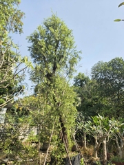 CÂY LIỄU ĐỎ