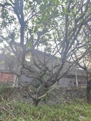 CÂY SỨ ĐẠI