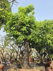 CÂY LỘC VỪNG