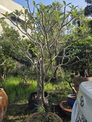 CÂY SỨ ĐẠI