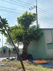 CÂY NHÃN