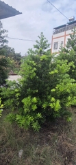 CÂY TÙNG ĐÀI LOAN