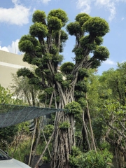 CÂY SI