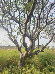 CÂY SỨ ĐẠI