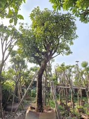 CÂY LỘC VỪNG