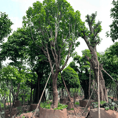 CÂY LỘC VỪNG