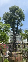 CÂY THỊ