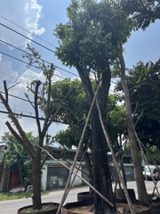 CÂY THỊ