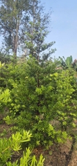 CÂY TÙNG ĐÀI LOAN