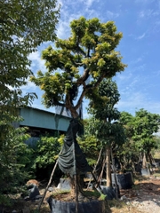 CÂY NHÃN