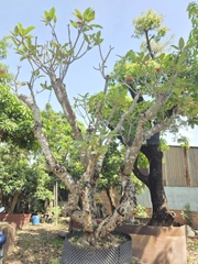 CÂY SỨ ĐẠI