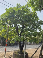 CÂY LỘC VỪNG