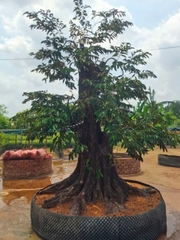 CÂY VÚ SỮA