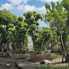 CÂY SI