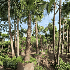 CÂY KÈ ĐỎ
