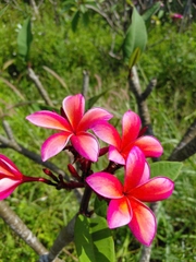 CÂY SỨ ĐẠI
