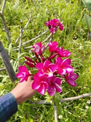 CÂY SỨ ĐẠI
