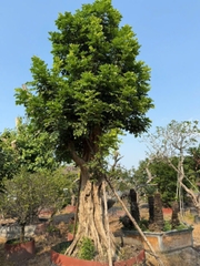 CÂY NHÃN