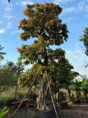 CÂY NHÃN