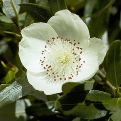 Mật ong LEATHERWOOD Nhập khẩu Úc