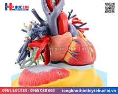 Mô hình giải phẫu tim phổi và các mạch máu lớn (Tỷ lệ 2/3)